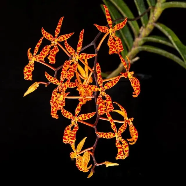 Renanthera monachica x sib 'Big Spots'
