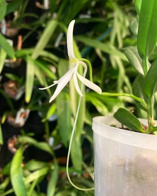 Jumellea comorensis x sib