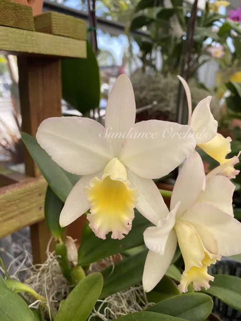 Potinara Fairyland (Potinara)
