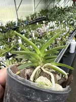 Neofinetia falcata ‘Jeokseong’