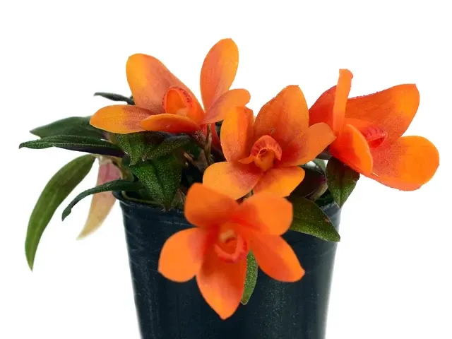 Dendrobium Ecuagenera Vibes (Dendrobium)