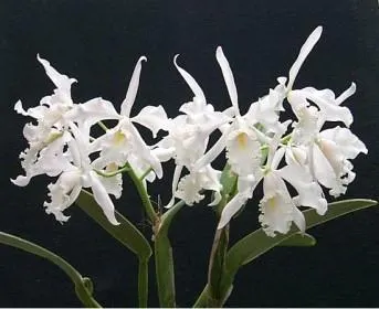 Cattleya maxima 'Koenigin Sylva' (Cattleya)