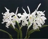 C. maxima var. alba 'Koenigin Sylva' SM/DOG (M281) (Cattleya - - maxima )