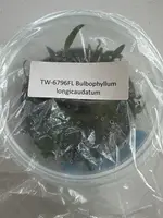 FLASK Bulbophyllum longicaudatum