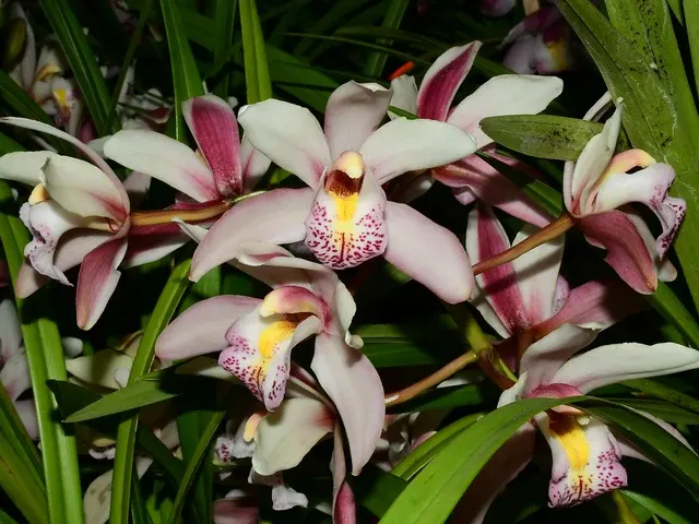 Cymbidium Leodogran 'Villa Park'