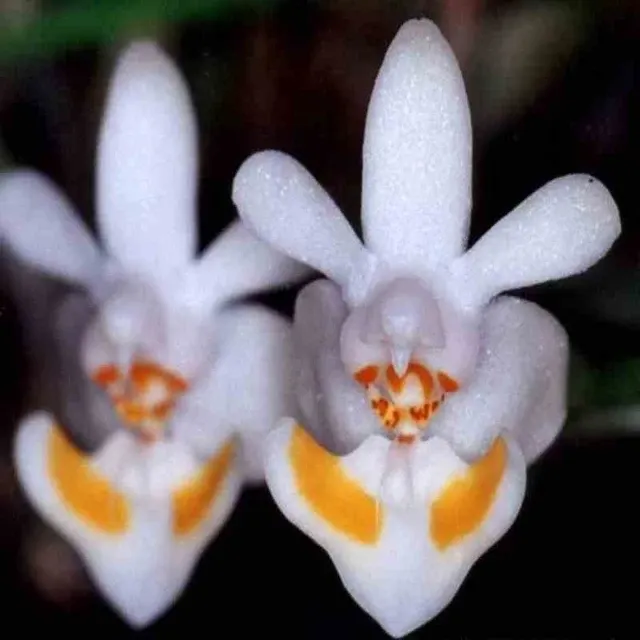 Phalaenopsis thailandica sp (Phalaenopsis)