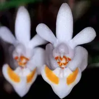 Phalaenopsis thailandica sp.