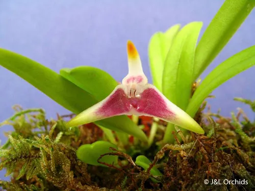 Masdevallia wendlandiana (Masdevallia)