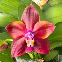 Phalaenopsis Mituo Obsidian 'Three Headed Dog' 2.5" Fragrant