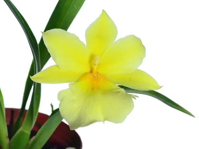 Miltoniopsis roezlii f xanthina