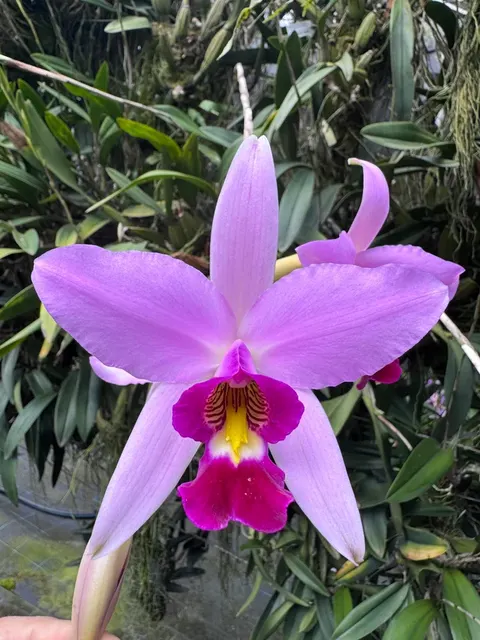 Laelia anceps 'Francolin' (Laelia)