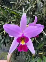 Laelia anceps ‘Francolin’ - NS 13.5cm