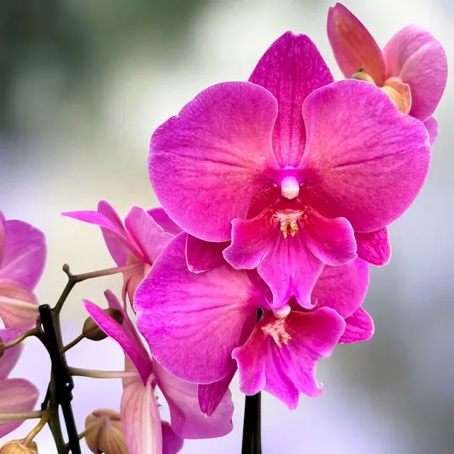 Phalaenopsis Big Lip Pink