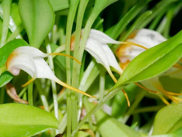 Masdevallia elachys (Masdevallia)