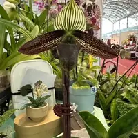 Paphiopedilum wardii × sib 2.5"