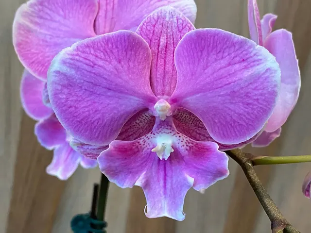 Phalaenopsis Pink big lip