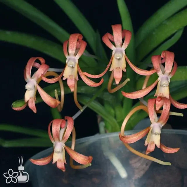 Neofinetia falcata 'Benikaede'