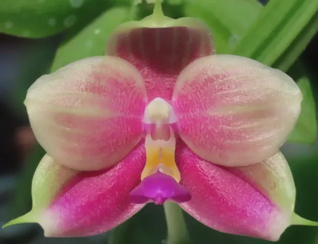 Phalaenopsis bellina x javanica