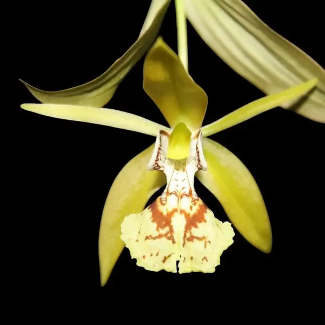 Coelogyne schilleriana (Coelogyne)
