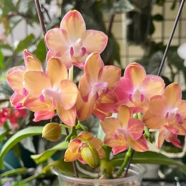 Phalaenopsis Tying Shin Smart 'Splash'