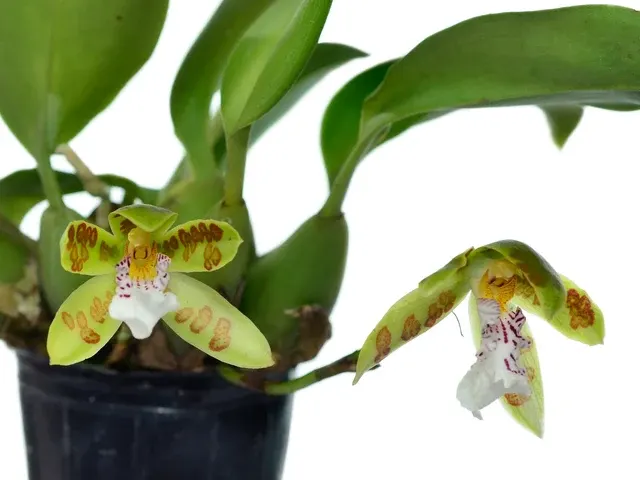 Trichopilia sanguinolenta