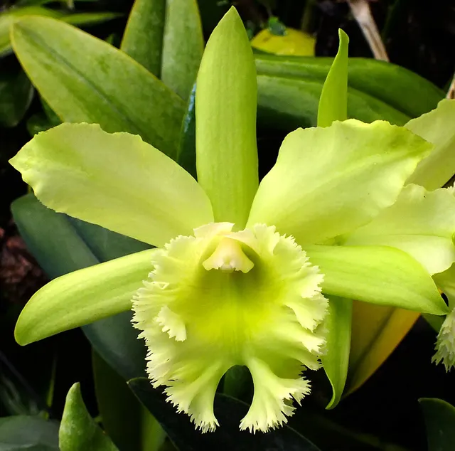 Brassolaeliocattleya Hawaiian Green Valley 'Pine Knot' (Brassolaeliocattleya)