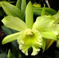 Blc. Hawaiian Green Valley 'Pine Knot'