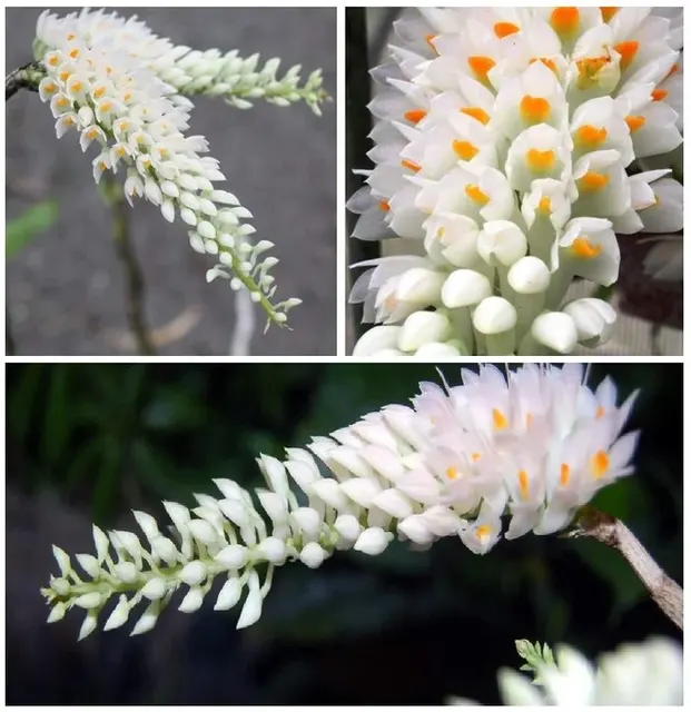 Dendrobium secundum f alba