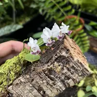 Phalaenopsis parishii