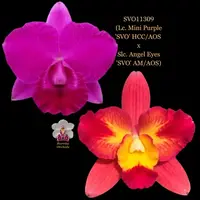 Cattleya Orchid Hybrid SVO11309 (Lc. Mini Purple 'SVO' HCC/AOS x Slc. Angel Eyes 'SVO' AM/AOS)