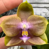 Phalaenopsis (LL Blue Family x LD Avatar)
