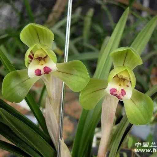 Cymbidium goeringii 'Da Tuan Yuan'