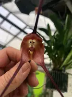 Dracula gigas