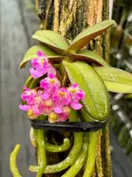Schoenorchis seidenfadenii