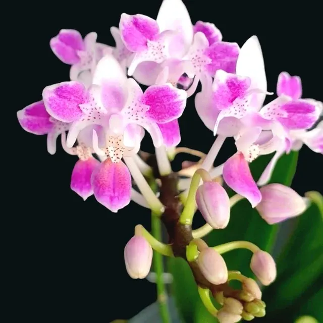 Phalaenopsis equestris 'Pink Anchor'
