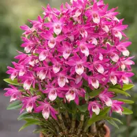 Ready to Flower Size Dendrobium Nobile Rainbow Dance