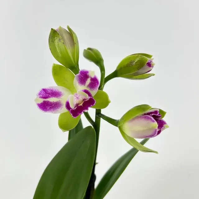 Rhyncholaeliocattleya VILLAGE CHIEF NORTH 'Green Genius'
