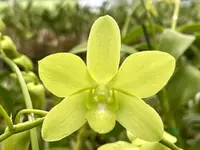 Den. Aridang Green