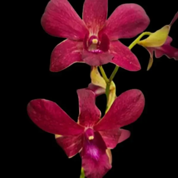 Dendrobium Ckaii "Oka" x Sanphran Brown