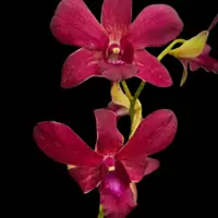 Dendrobium (Ckaii "Oka" x Sanphran Brown)#172 Orchid Plant - BS