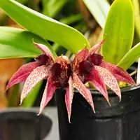 Bulbophyllum (Annandalei x Frostii) x (Graveolends x Phalaen) Rare Exotic Orchid