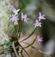 Dendrobium hercoglossum
