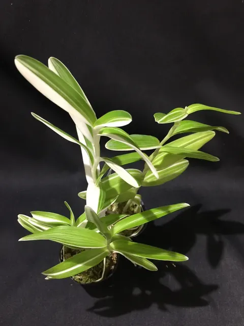 Epidendrum secundum var variegata