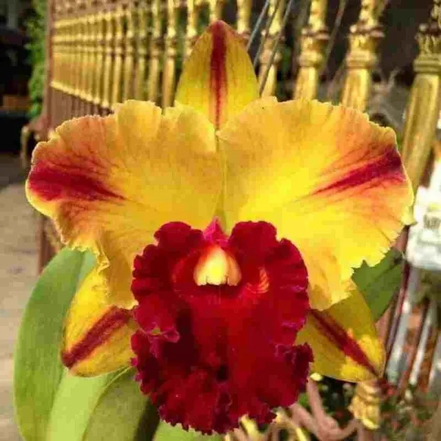 Rhyncholaeliocattleya Yingluck Smile 'Red Line' (Rhyncholaeliocattleya)