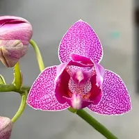 Phalaenopsis Lianher Happy Star '566' (peloric) 2.5" Fragrant