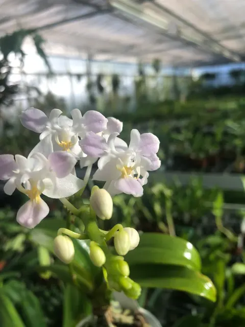 Phalaenopsis equestris 'alba-pelorisch'