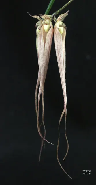 Bulbophyllum longissimum (Bulbophyllum)