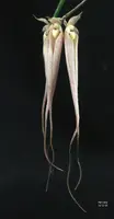 Bulbophyllum longissimum