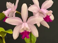 Cattleya intermedia ‘Corcova’ blooming size division