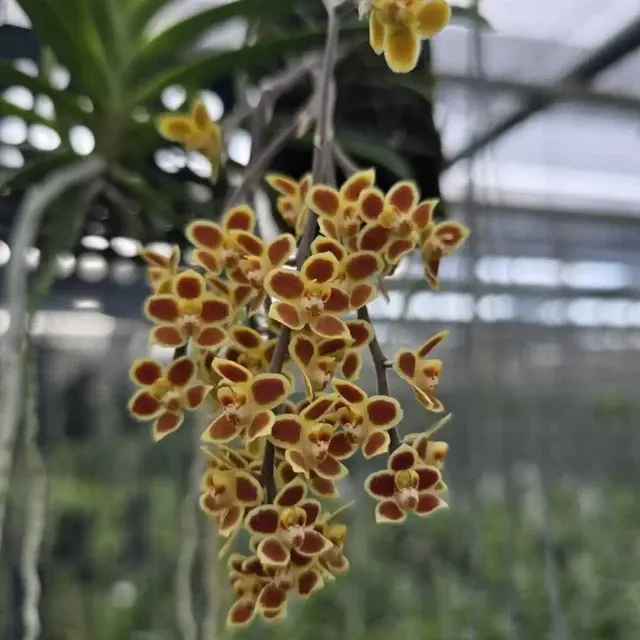 Chiloschista lunifera x chiloschista viridiflava (Chiloschista)